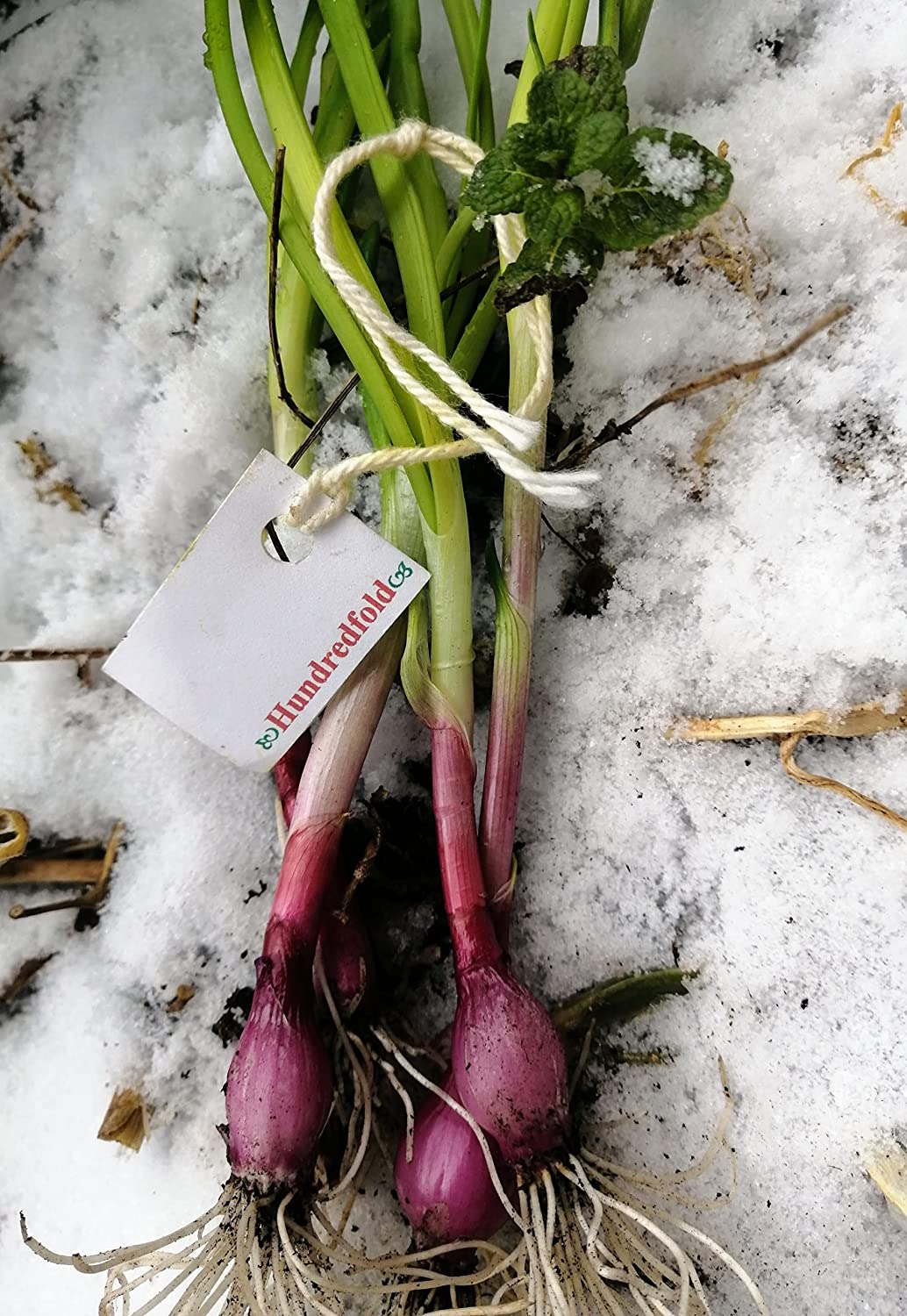 Italian Scallion' Heirloom Salad Onions