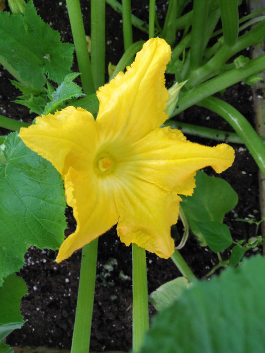 How to Grow Cucumber, Squash & Melon from Seeds