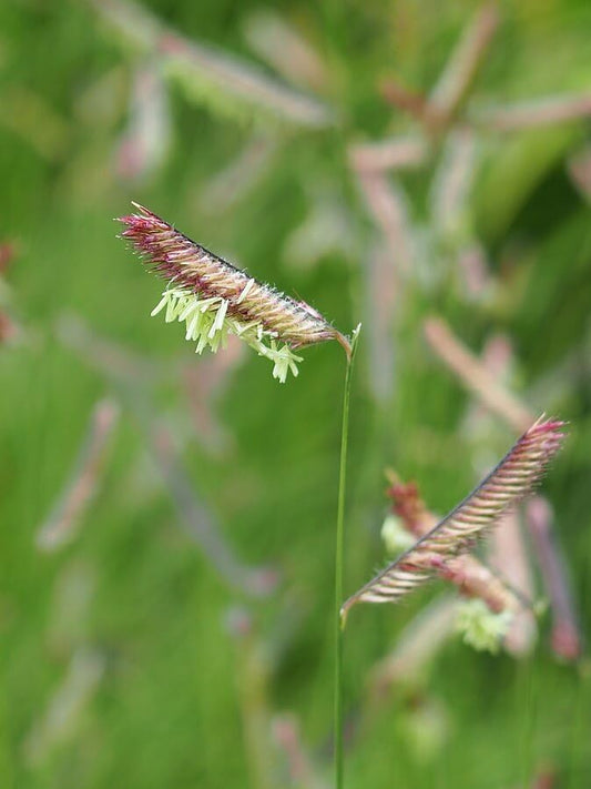 Grama bleu ½ lb (227 grammes) de graines - Bouteloua gracilis Herbe indigène des prairies canadiennes, excellente pour une alternative à la pelouse sans tonte et une prairie de fleurs sauvages 