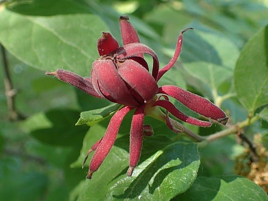 Carolina Allspice 10 Seeds - Calycanthus floridus Eastern Sweetshrub Sweet Shrub, Fragrant Flowers Attract Bees and Butterflies, Planted as Specimen or screening Hedge