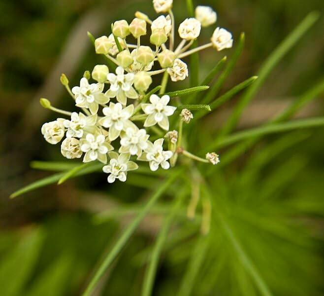 Whorled Milkweed 50 Seeds - Asclepias verticillata Ontario Native Wildflower, for Meadows, Host Plant for Monarch Butterfly Caterpillars