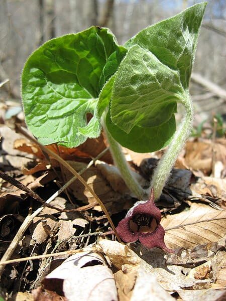 Gingembre sauvage du Canada 10 graines de fleurs sauvages - Asarum canadense Bon couvre-sol pour les forêts de l'Est et les paysages ombragés 