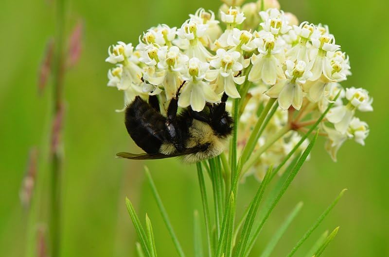 Whorled Milkweed 50 Seeds - Asclepias verticillata Ontario Native Wildflower, for Meadows, Host Plant for Monarch Butterfly Caterpillars