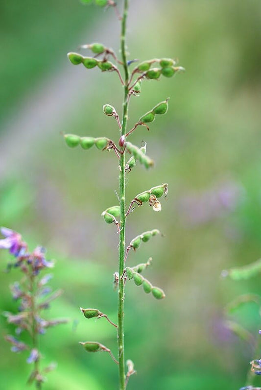 Lotier à tiques voyant Fleur de lotier à tiques 100 graines - Desmodium canadense Canada Plante sauvage vivace indigène Fleur sauvage Fixatrice d'azote Vert 