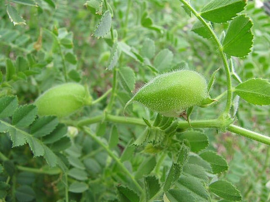 Graines de pois chiches biologiques cultivées au Canada 1 oz (29 g) - Légumineuse locale de la Colombie-Britannique adaptée au climat froid, fixatrice d'azote et trèfle moulu 