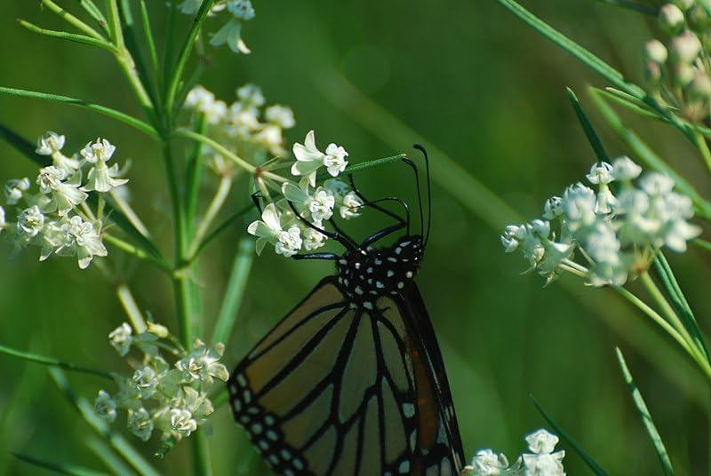 Whorled Milkweed 50 Seeds - Asclepias verticillata Ontario Native Wildflower, for Meadows, Host Plant for Monarch Butterfly Caterpillars