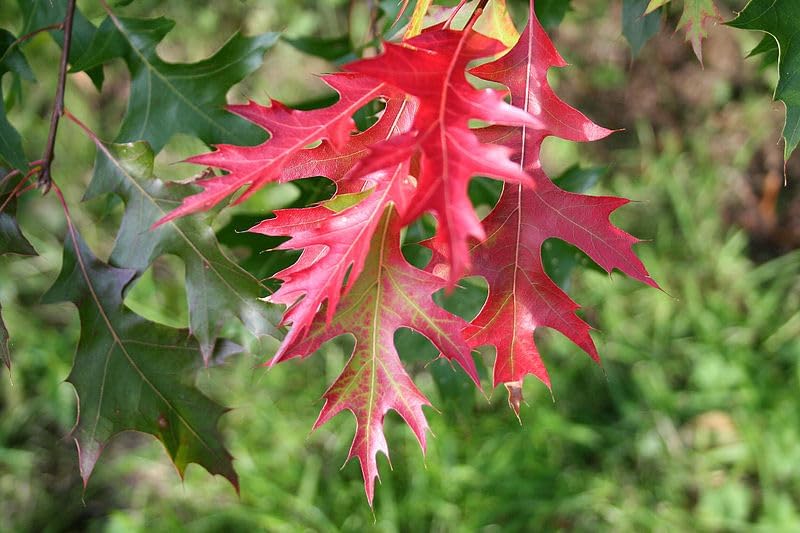 Chêne écarlate centuple 3 graines - Quercus coccinea Arbre indigène des États-Unis Arbre ornemental et d'ombrage pour une couleur d'automne brillante, tolérant à la sécheresse et à croissance rapide 