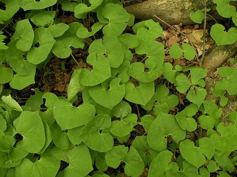 Gingembre sauvage du Canada 10 graines de fleurs sauvages - Asarum canadense Bon couvre-sol pour les forêts de l'Est et les paysages ombragés 