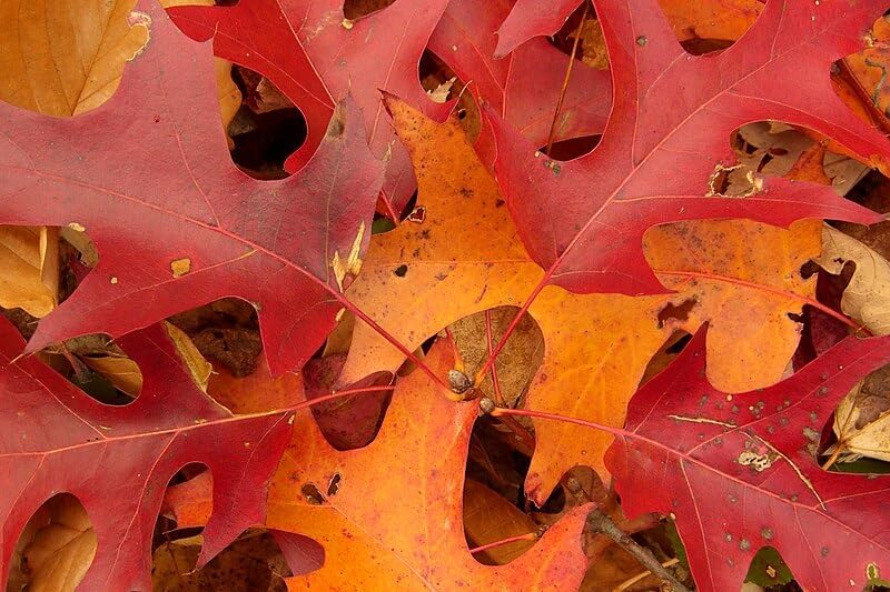 Chêne écarlate centuple 3 graines - Quercus coccinea Arbre indigène des États-Unis Arbre ornemental et d'ombrage pour une couleur d'automne brillante, tolérant à la sécheresse et à croissance rapide 