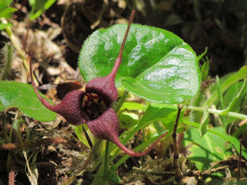 Gingembre sauvage du Canada 10 graines de fleurs sauvages - Asarum canadense Bon couvre-sol pour les forêts de l'Est et les paysages ombragés 