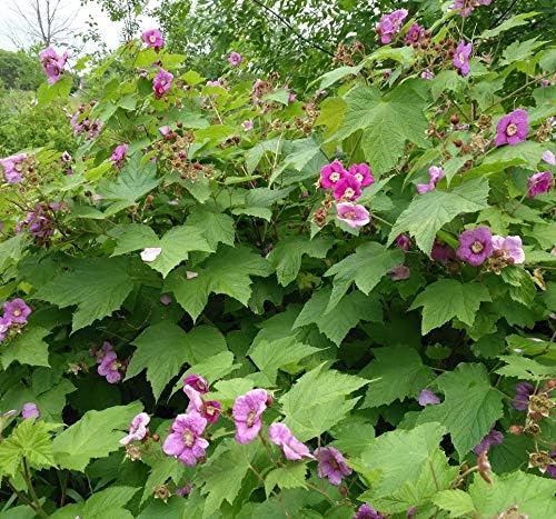 Hundredfold Raspberry Seed Mix - Wild Red Raspberry and Purple Flowered Raspberry, 20 Seeds in Total