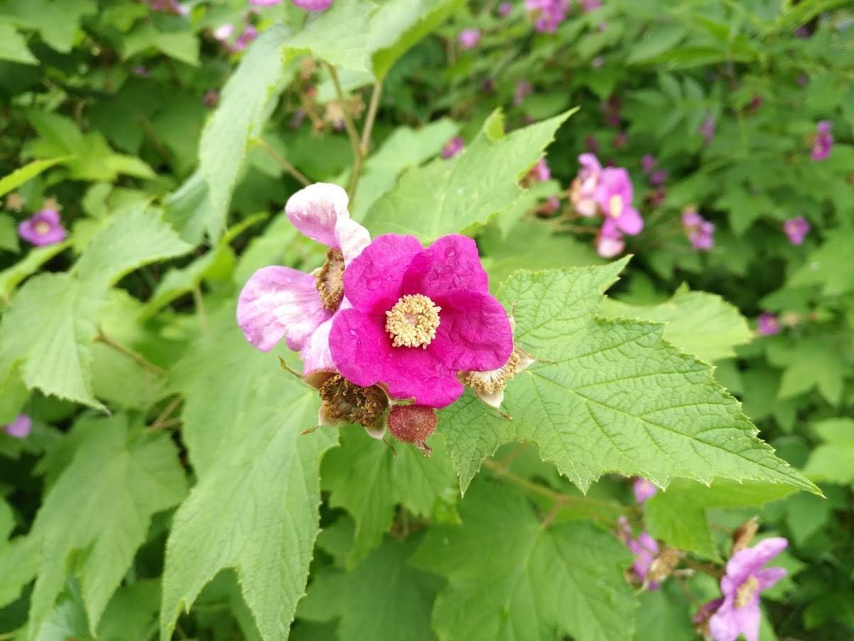 Hundredfold Raspberry Seed Mix - Wild Red Raspberry and Purple Flowered Raspberry, 20 Seeds in Total