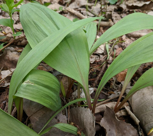 Graines d'ail sauvage au centuple, Allium tricoccum 20 graines - Plante vivace indigène du Canada comestible couvre-sol forestier 