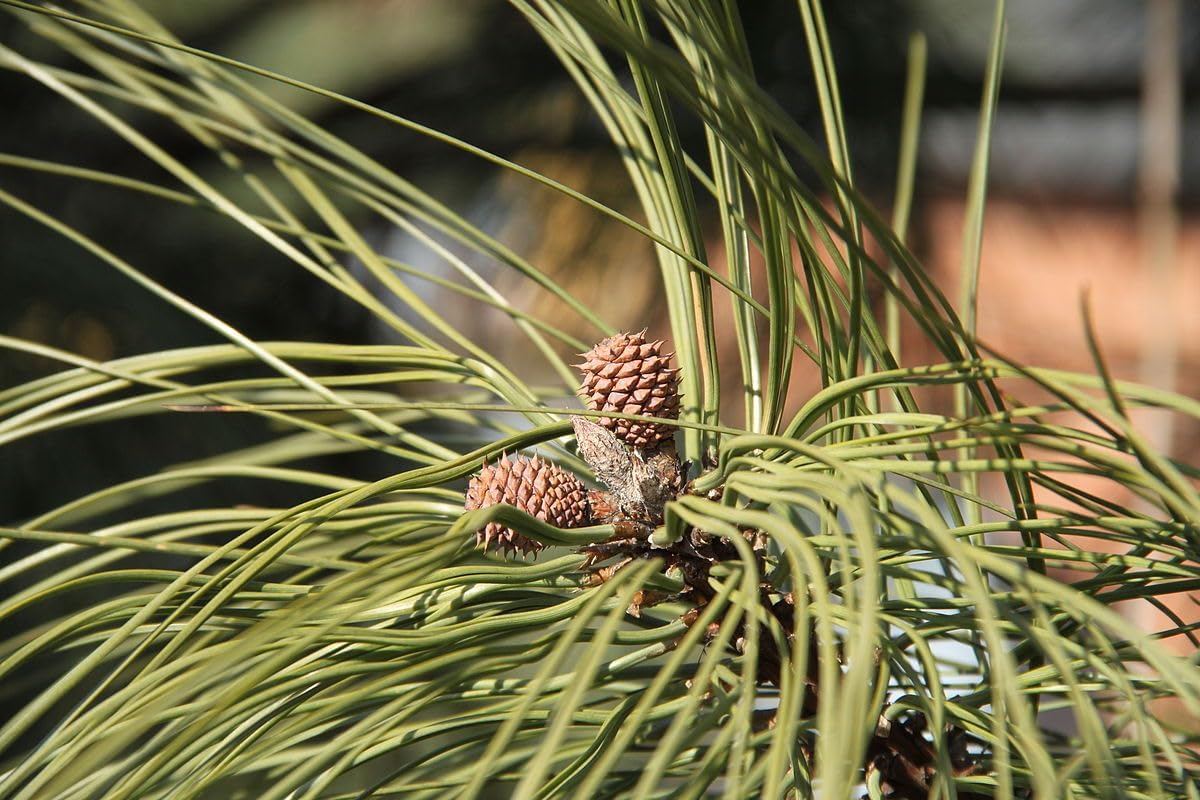 Ponderosa Pine 10 Seeds - Pinus Ponderosa Western Yellow Pine, Black Jack Pine, Western Canadat Native Evergreen Conifer Ornamental Tree, Wind Break and Erosion Control