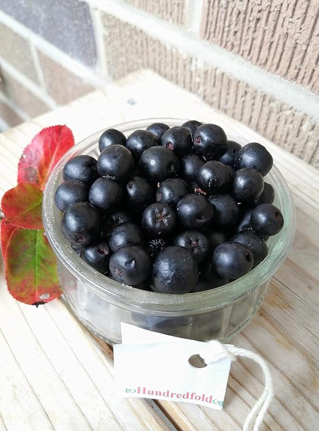 Hundredfold Container Orchard Soft Fruit Shrub Mix Seeds, Include 3 Canada Native Wild Fruits: Wild Black Raspberry, Black Chokeberry and Wild Rose, Suited for Balcony, Patio and Window Sill