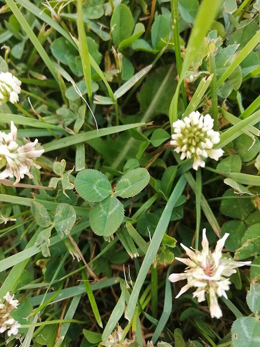 Hundredfold 4lbs (1816g) Dutch White Clover Seeds - Trifolium repens Perennial Legume, Cover Crop, Ground Cover, Green Manure, Pasture, Product of Canada