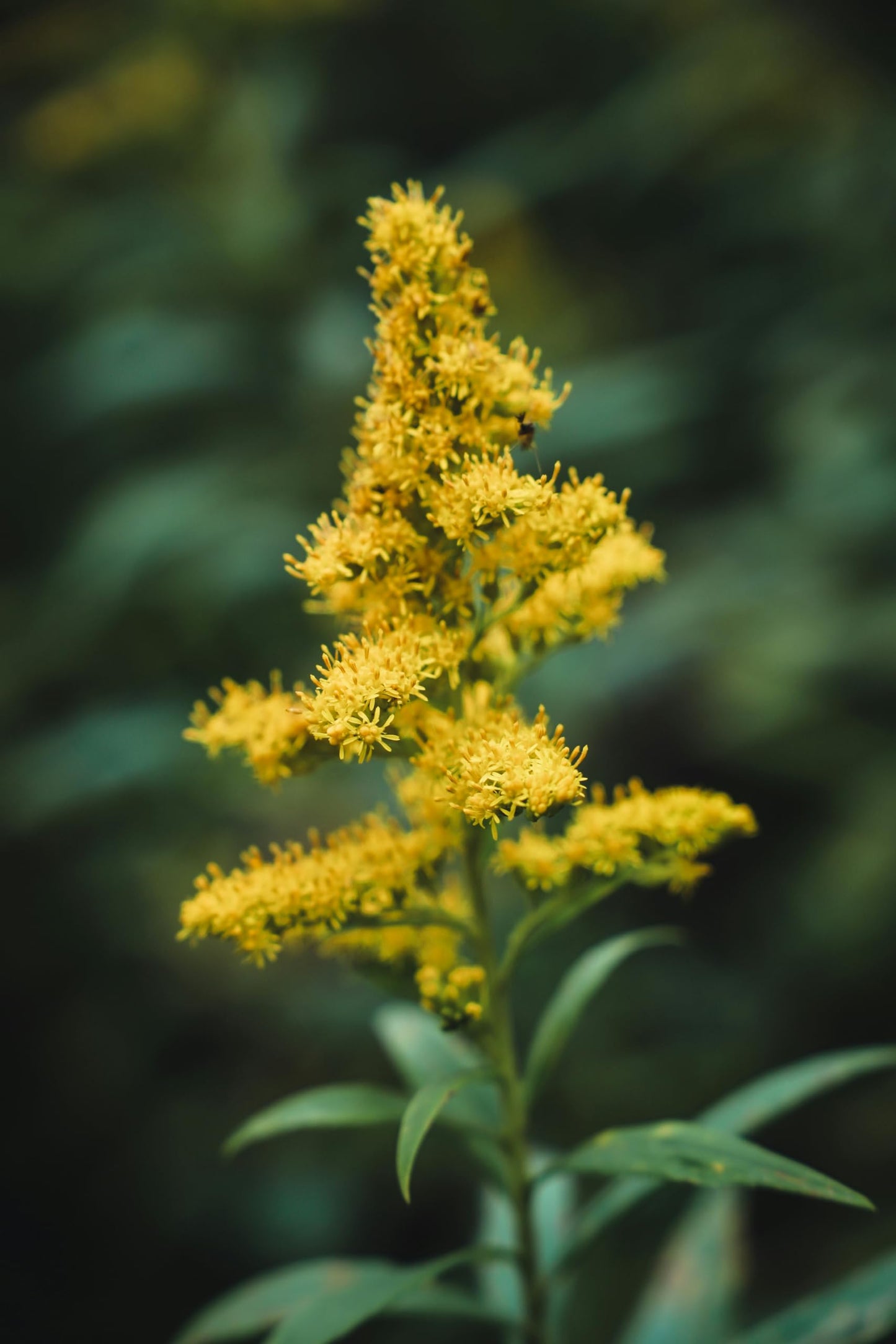 Hundredfold Stiff Goldenrod 500 Seeds - Solidago rigida Rigid Goldenrod Canada Native Wildflower, Produce Showy Fall Display