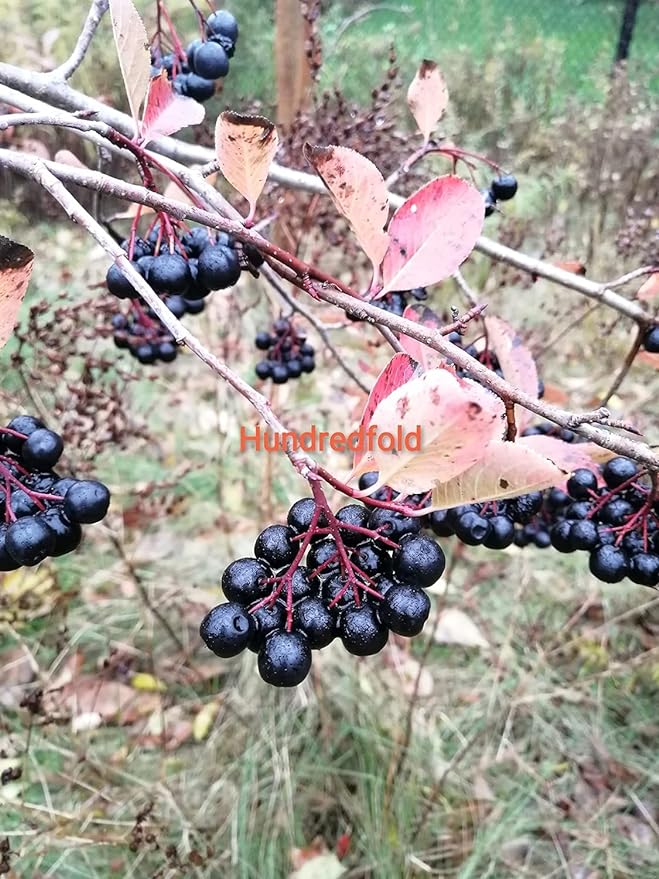 Hundredfold Container Orchard Soft Fruit Shrub Mix Seeds, Include 3 Canada Native Wild Fruits: Wild Black Raspberry, Black Chokeberry and Wild Rose, Suited for Balcony, Patio and Window Sill