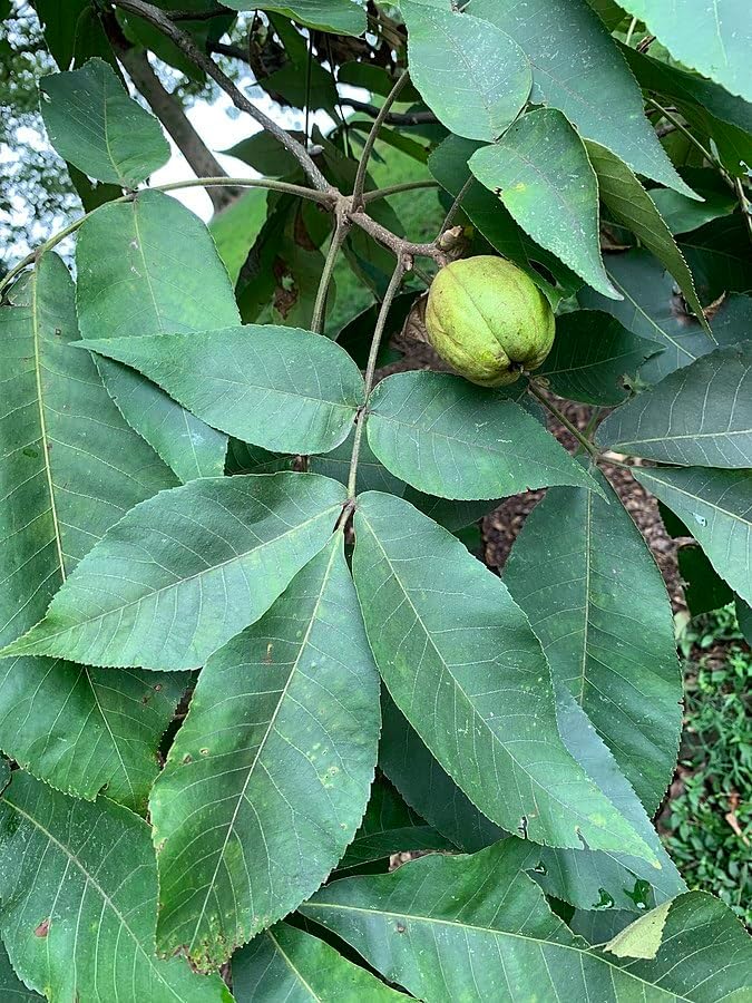 Hundredfold Fresh Shagbark Hickory 4 Tree Seeds - Carya ovate Ontario Grown, Fresh Native Tree Nut for Planting, Shade Tree