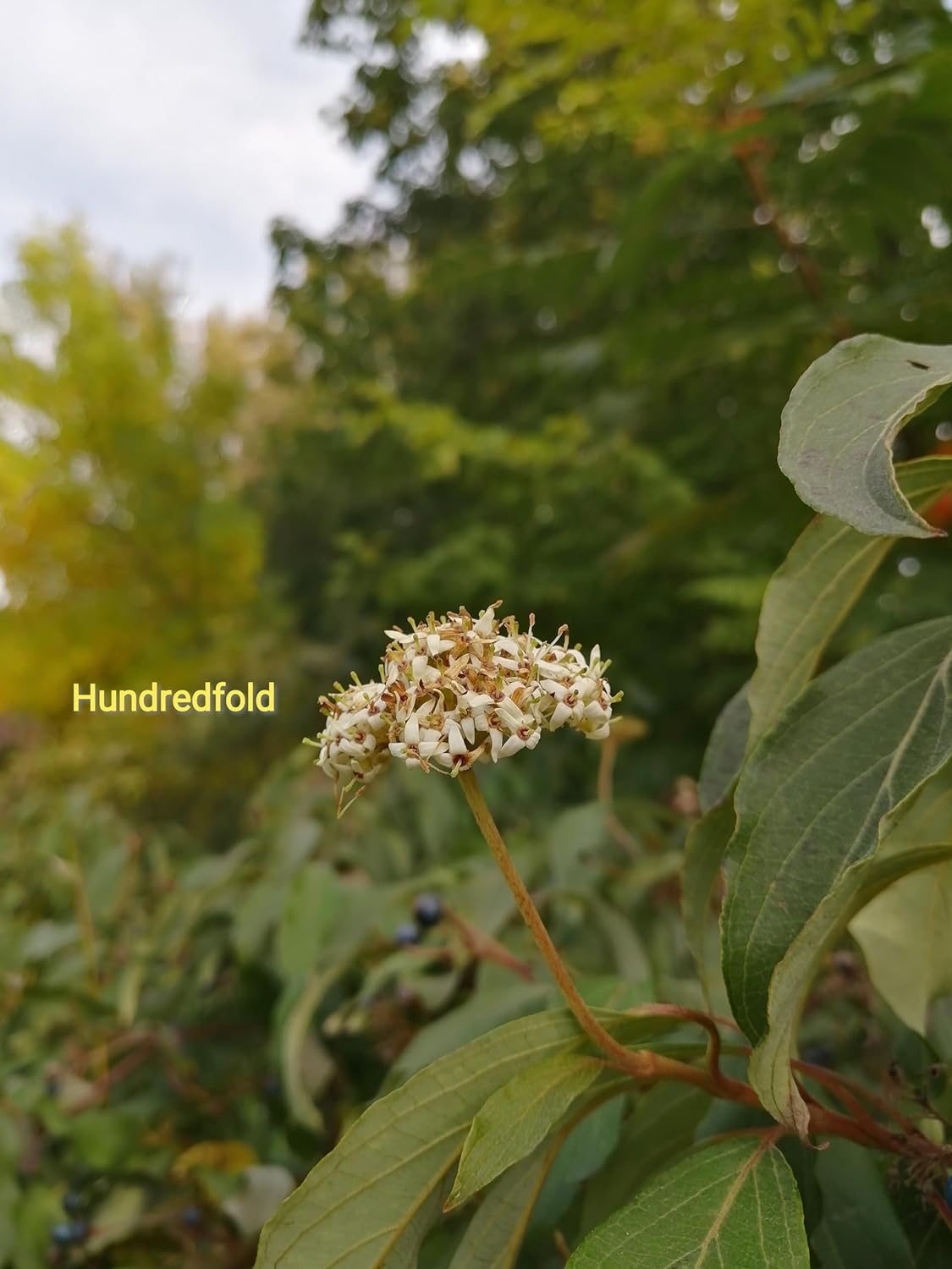 Hundredfold 10 Silky Dogwood Seeds - Cornus obliqua Pale Dogwood Swamp Dogwood Canada Native Shrub