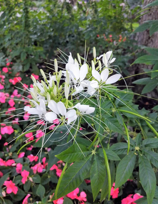 Hundredfold Cleome White Spider Flower 200 Seeds - Cleome hassleriana, White Queen, Summer Garden Staple
