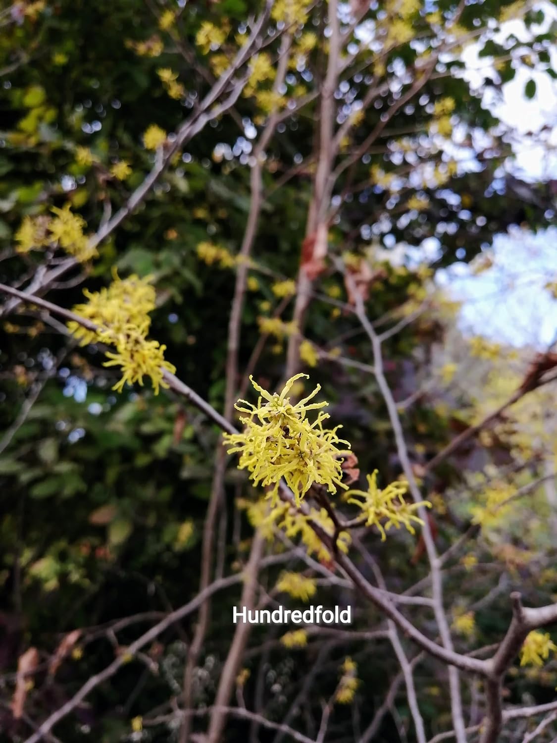 Hundredfold Winterbloom Witch-Hazel Small Tree 5 Seeds - Hamamelis virginiana Ontario Native Shrub, American Witch-Hazel, Snapping Hazelnut
