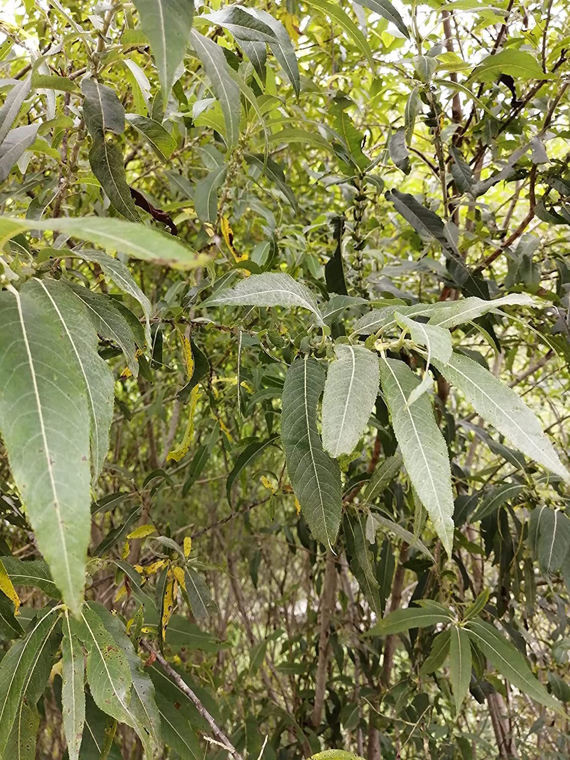 Hundredfold Black Willow Tree 1 Cutting - Native Tree Ontario Grown Bare Root, Not Potted, No Soil, Attract Wildlife & Stabilise Soil, for Food Plot & Food Forest