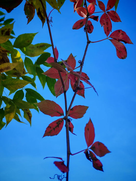 Thicket Creeper 10 Seeds Parthenocissus inserta Woodbine, Grape Woodbine, Canada Native Climbing Woody Vine