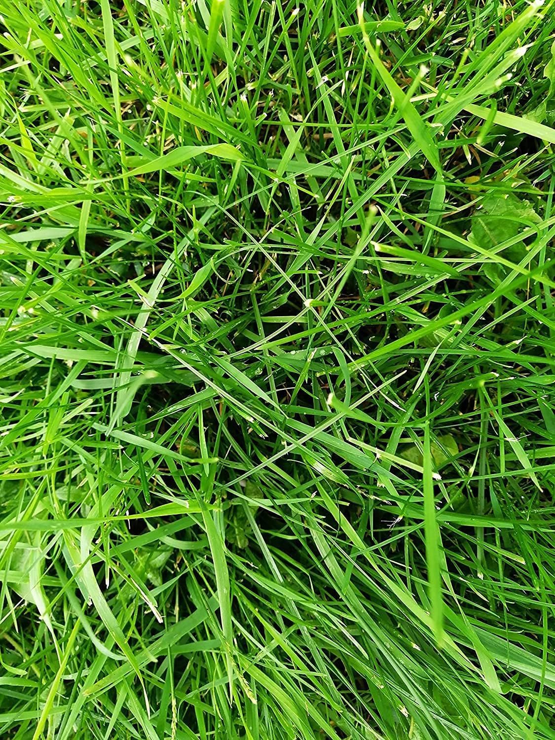 Hundredfold Certified Organic Perennial Ryegrass 2 lbs (Pounds) Seeds, Pure Seeds No Filler, Lolium perenne, English or Winter Ryegrass, Canadian Turf Seeds, Cover 500 sq ft