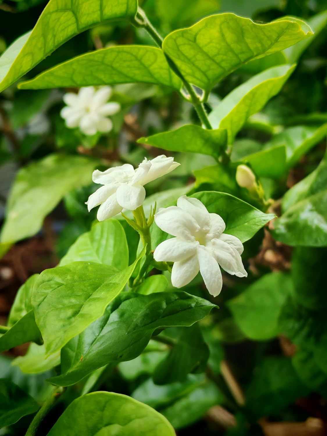 Hundredfold Jasmine Plant 1 Small Cutting - Jasminum sambac Maid of Orleans, Tea Jasmine, Bare Root Live Plant Indoor House Plant Houseplant, Producing Fragrant Flowers, Ontario Grown