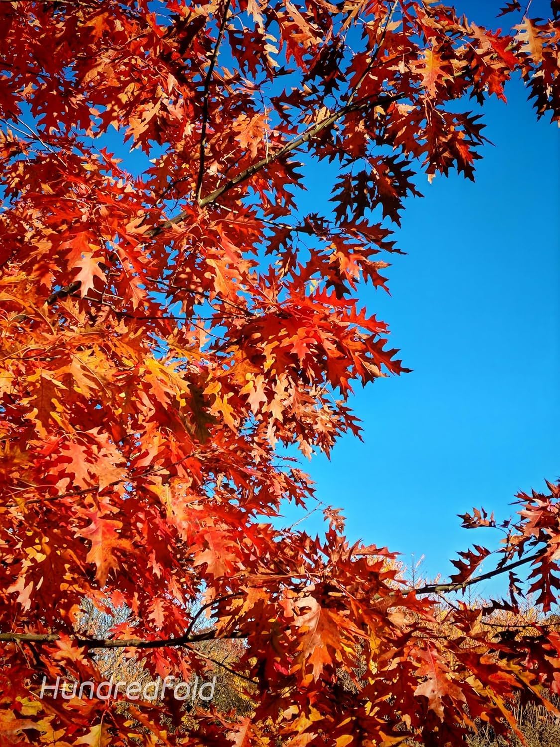 Red Oak Leaves Dried 1oz (29 Grams) - Craft & Décor, Crafting, Aquarium Terrarium, Reptile Bedding, Shrimp & Fish Food