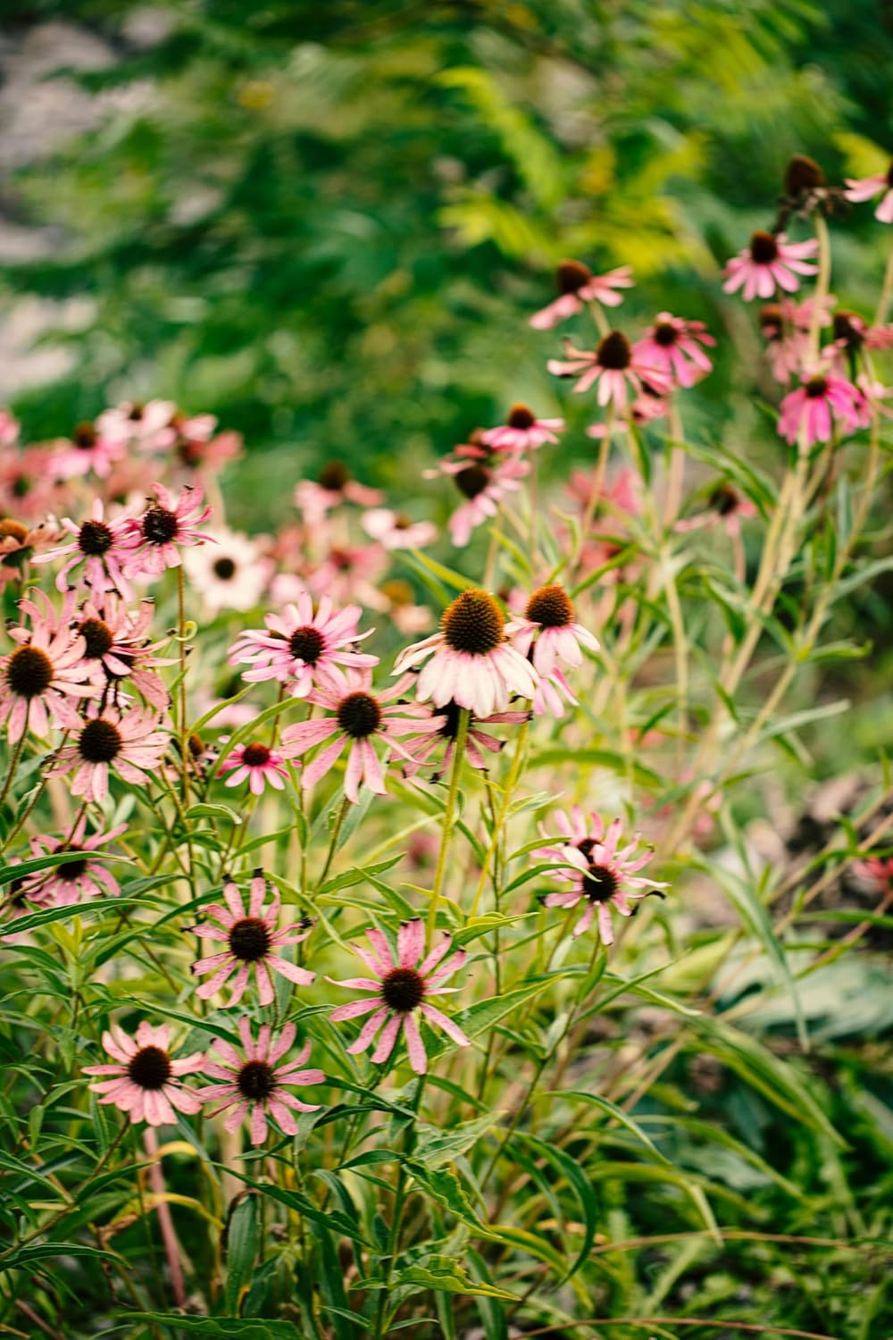 Hundredfold Pale Purple Coneflowrer 100 Seeds - Echinacea pallida Ontario Native Wildflower, for Meadows, Cottage Gardens and Restoration