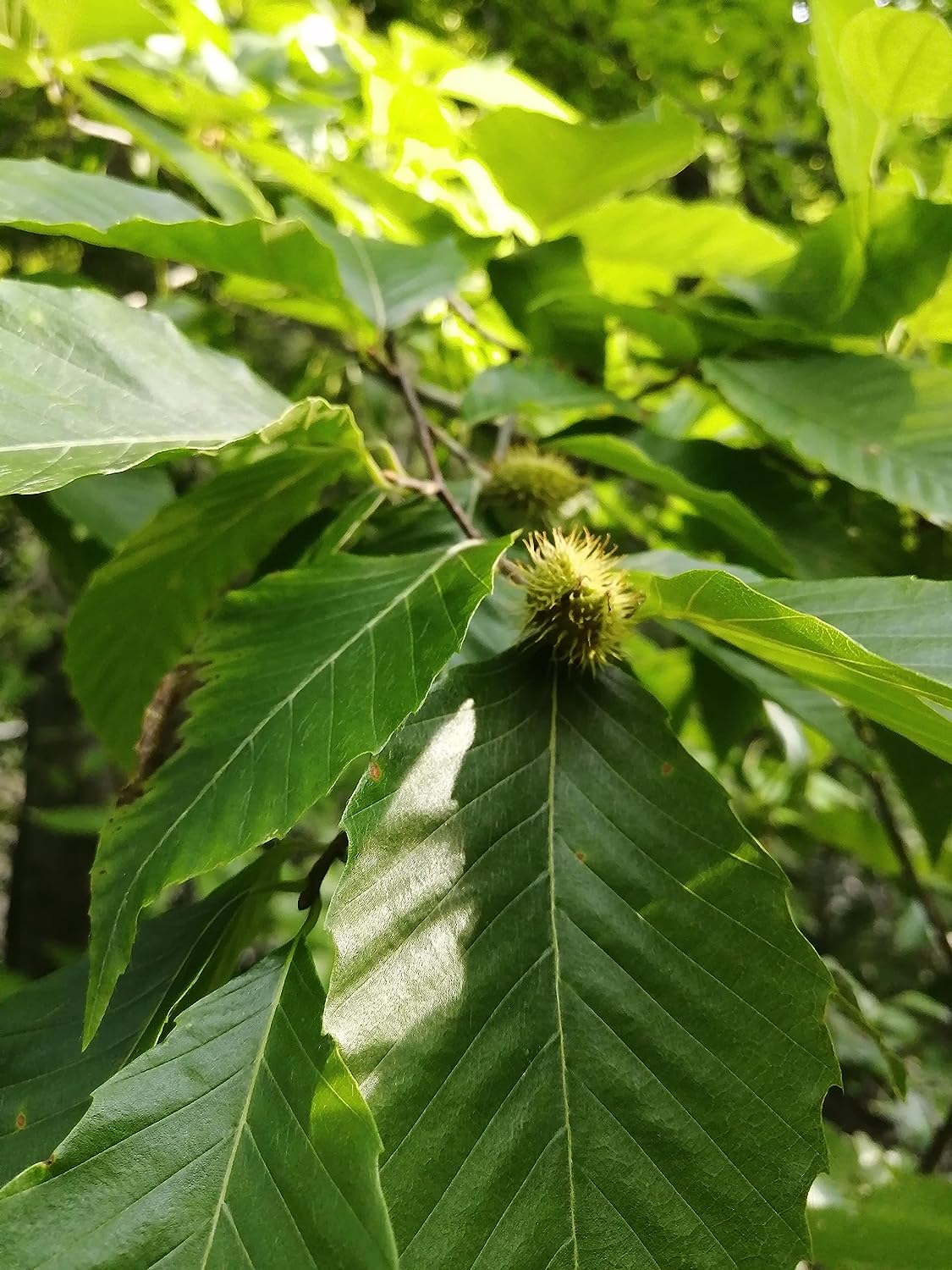 Hundredfold American Beech 5 Seeds - Fagus grandifolia Canada Native Nut Tree