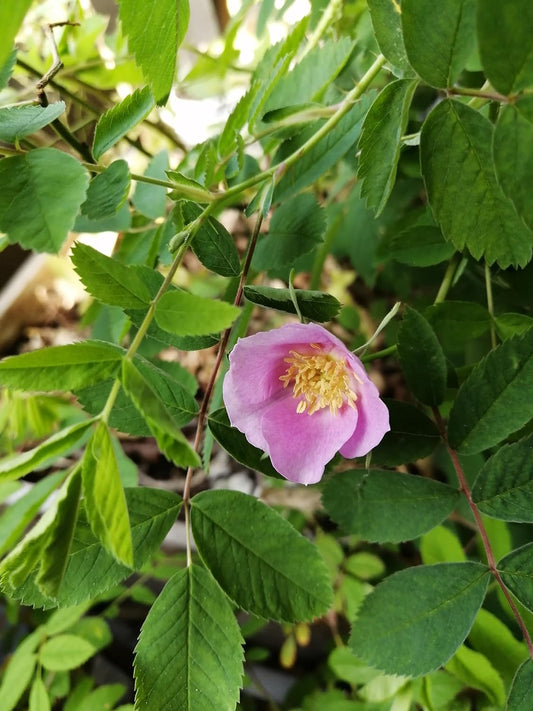 Alberta (Prickly) Wild Rose 1 Cutting- Rosa acicularis Canada Native Wildflower Bare Rooted Bare Root One Small Live Plant (No Pot), Produce Edible Rose Rips for Tea and Jam