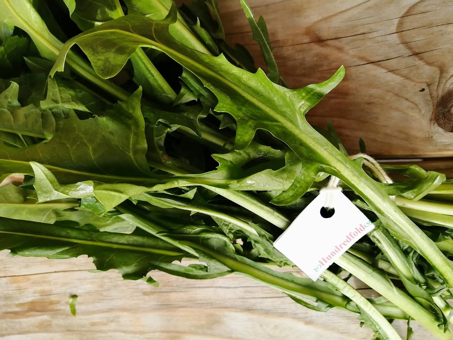 Green Catalogna Chicory Vegetable 1000 Seeds - Heirloom Italian Dandelion Greens, Lettuce Radichetta