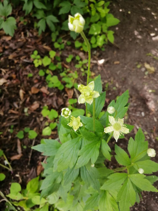 Hundredfold Tall Thimbleweed 20 Seeds - Anemone virginiana Thimbleweed, Tall Anemone Canada Native Wildflower Wild Flower