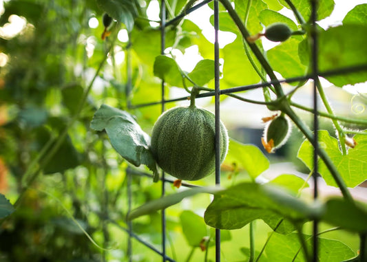 Hundredfold Petit Gris De Rennes Melon 20 Seeds - Cucumis melo Non-GMO French Heirloom Intensive Flavored Cantaloupe