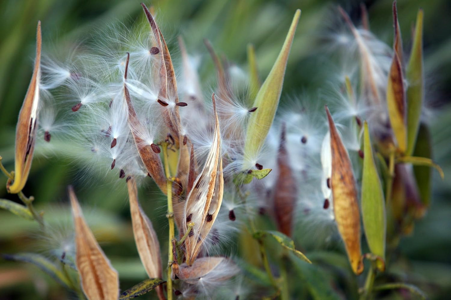 Whorled Milkweed 50 Seeds - Asclepias verticillata Ontario Native Wildflower, for Meadows, Host Plant for Monarch Butterfly Caterpillars