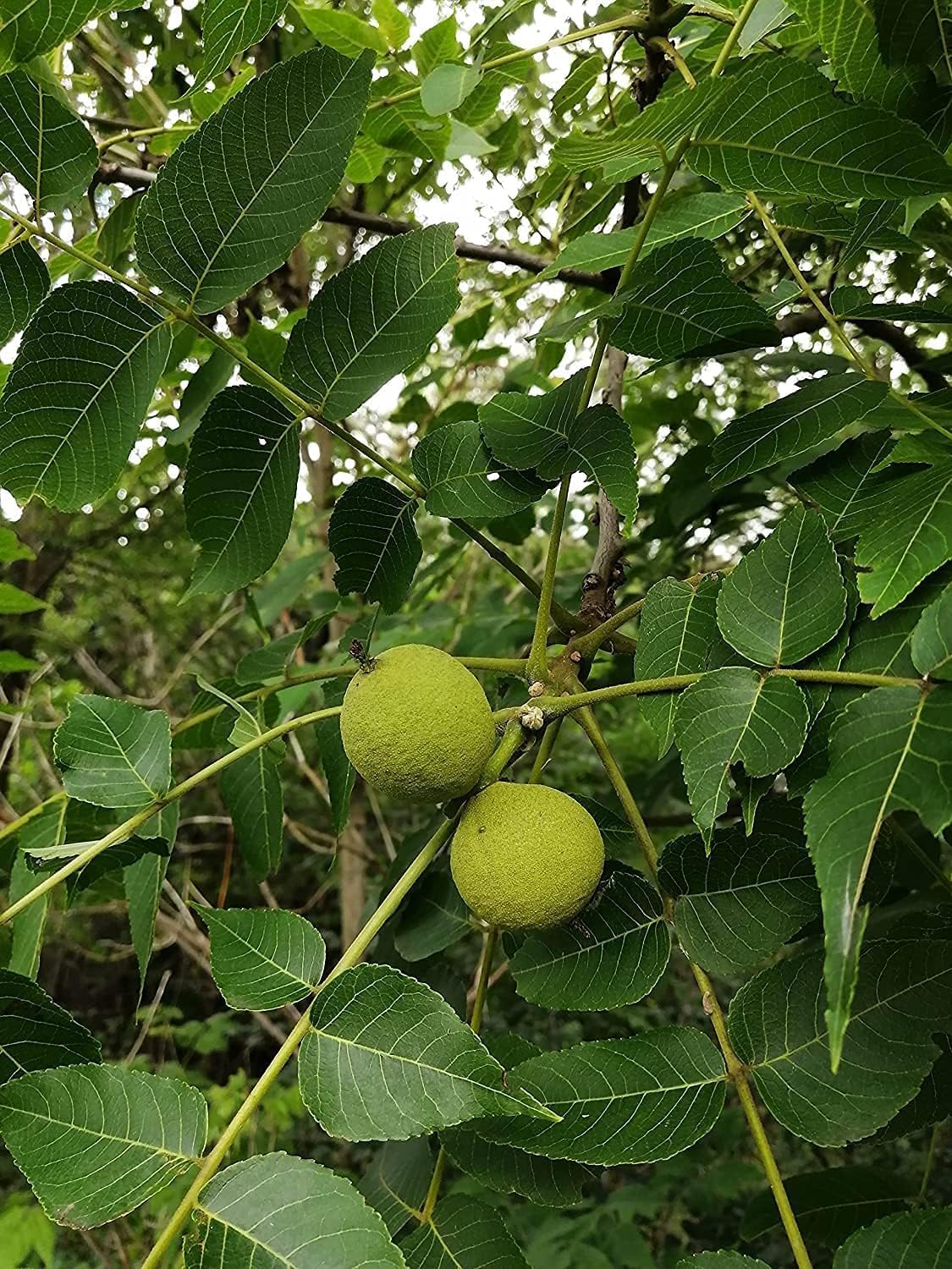 Hundredfold Ontario Grown Raw Black Walnut 2 Pounds (LB) Tree Seeds - Juglans nigra Unshelled Eastern Black Walnut Canada Native Tree