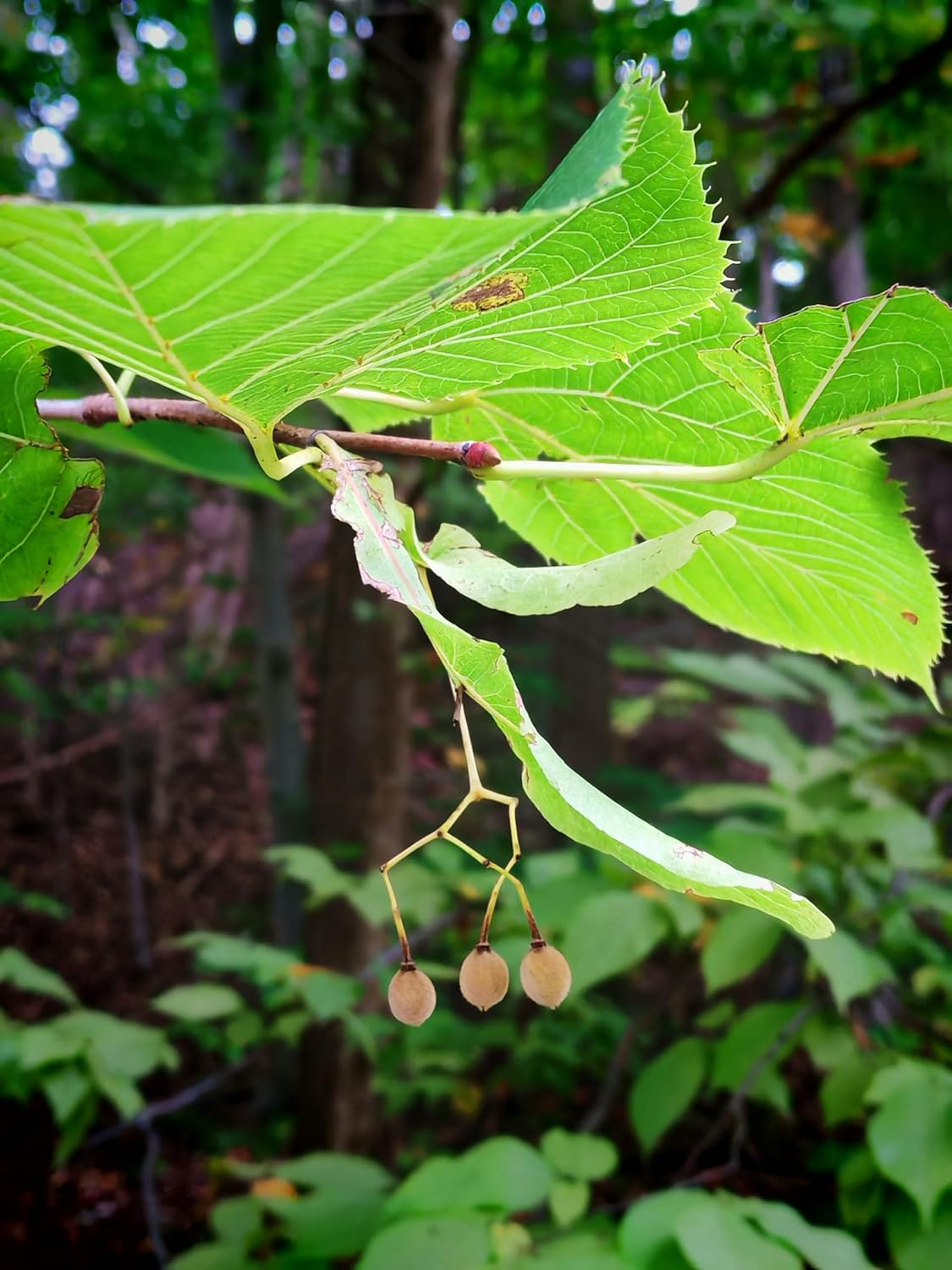 Tilleul d'Amérique 10 graines par Hundredfold - Tilia Americana, tilleul d'Amérique, tilleul, arbre à abeilles, arbre d'ombrage indigène du Canada, PAS facile à faire germer, nécessite beaucoup de patience 