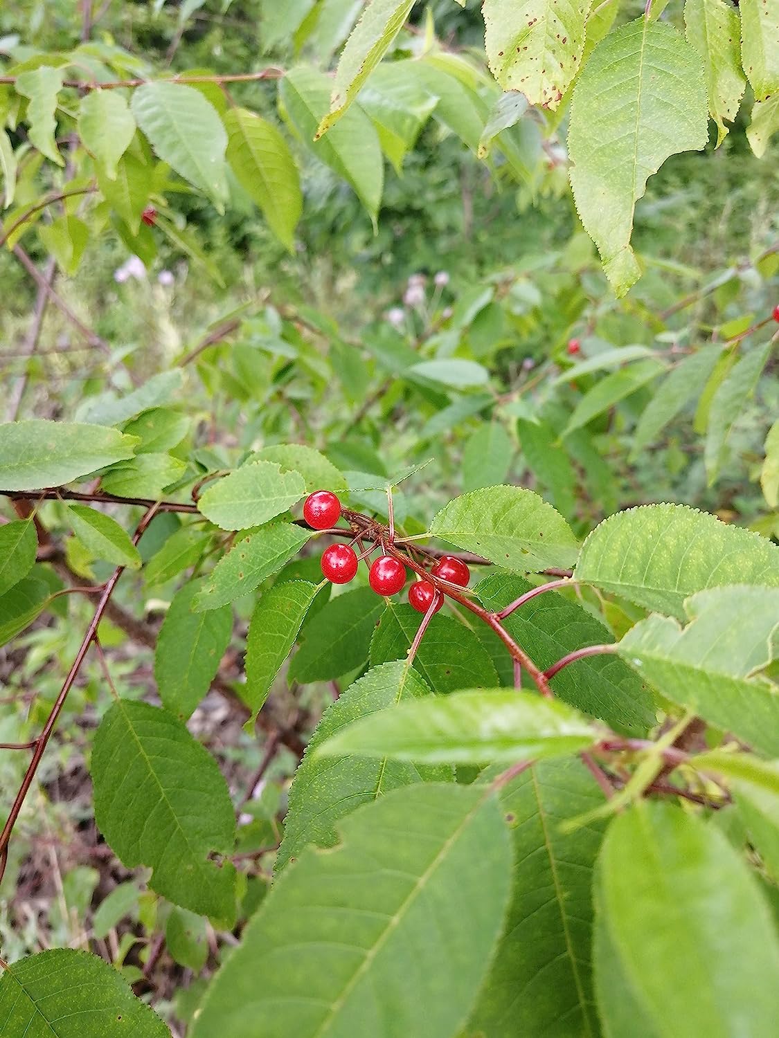 Hundredfold Pin Cherry 1 Seedling - Prunus pensylvanica Bird Cherry Fire Cherry Wild Cherry Canada Native Small Tree or Shrub, No Pot, Ontario Grown