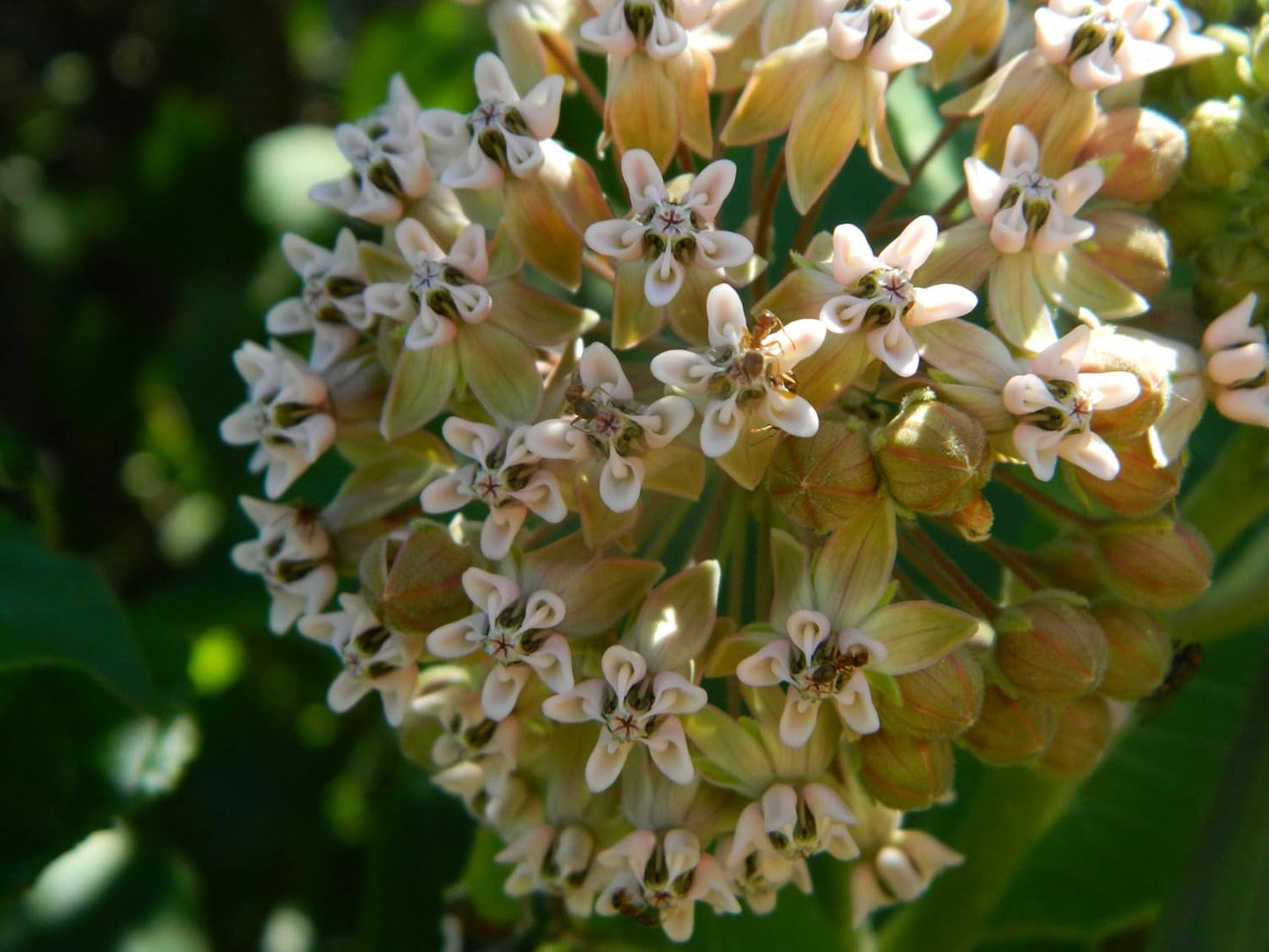 Whorled Milkweed 50 Seeds - Asclepias verticillata Ontario Native Wildflower, for Meadows, Host Plant for Monarch Butterfly Caterpillars