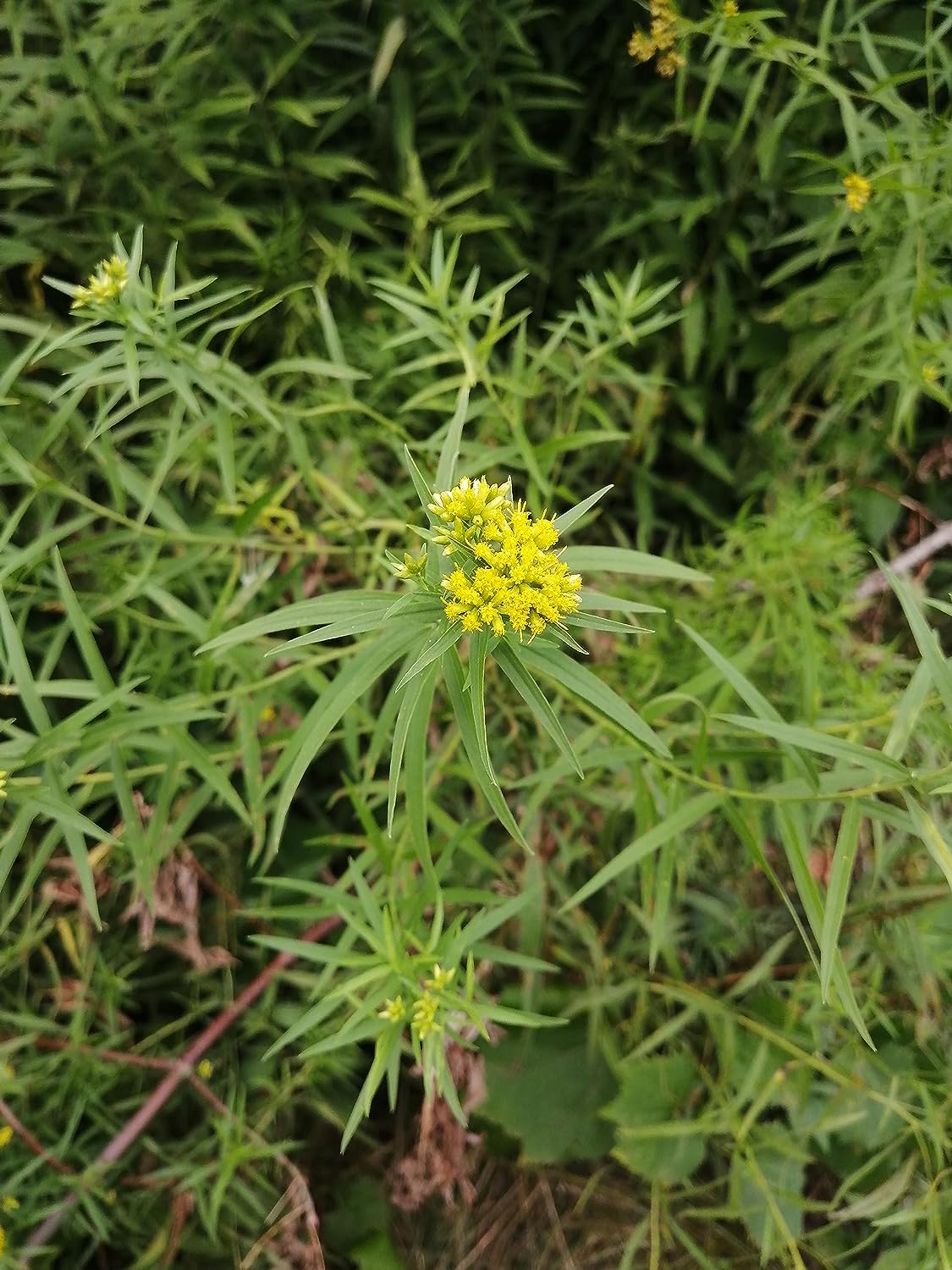 Hundredfold Riddell's Goldenrod 500 Seeds - Solidago riddellii Ontario Native Wildflower Wild Flower, Attract Bees and Butterflies