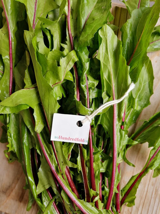 Red Stems Catalogna Chicory Vegetable 1000 Seeds - Heirloom Italian Dandelion Salad Greens Lettuce Radichetta