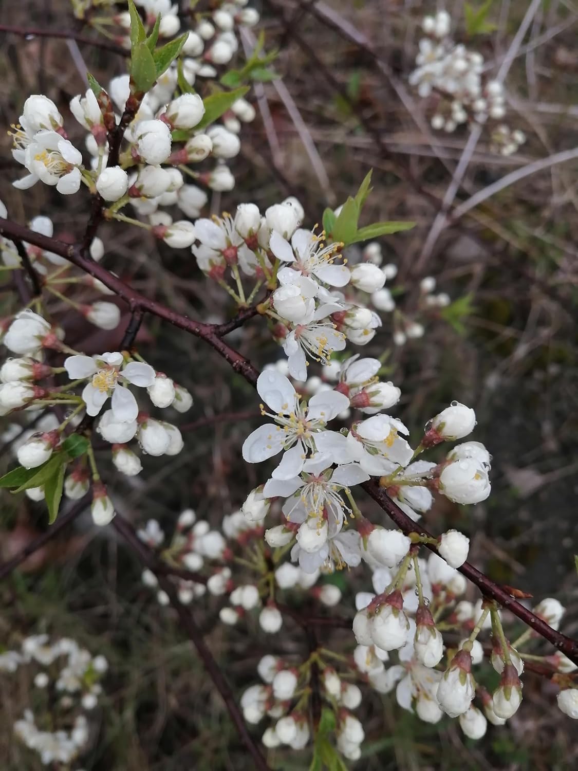 Prunier sauvage Prunier américain 5 graines à planter - Prunus Americana Petit arbre fruitier ou arbuste non OGM, originaire du Canada et des États-Unis 