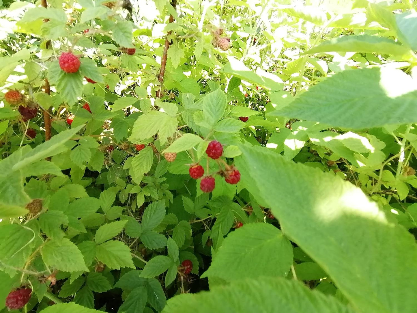 Hundredfold Raspberry Seed Mix - Wild Red Raspberry and Purple Flowered Raspberry, 20 Seeds in Total