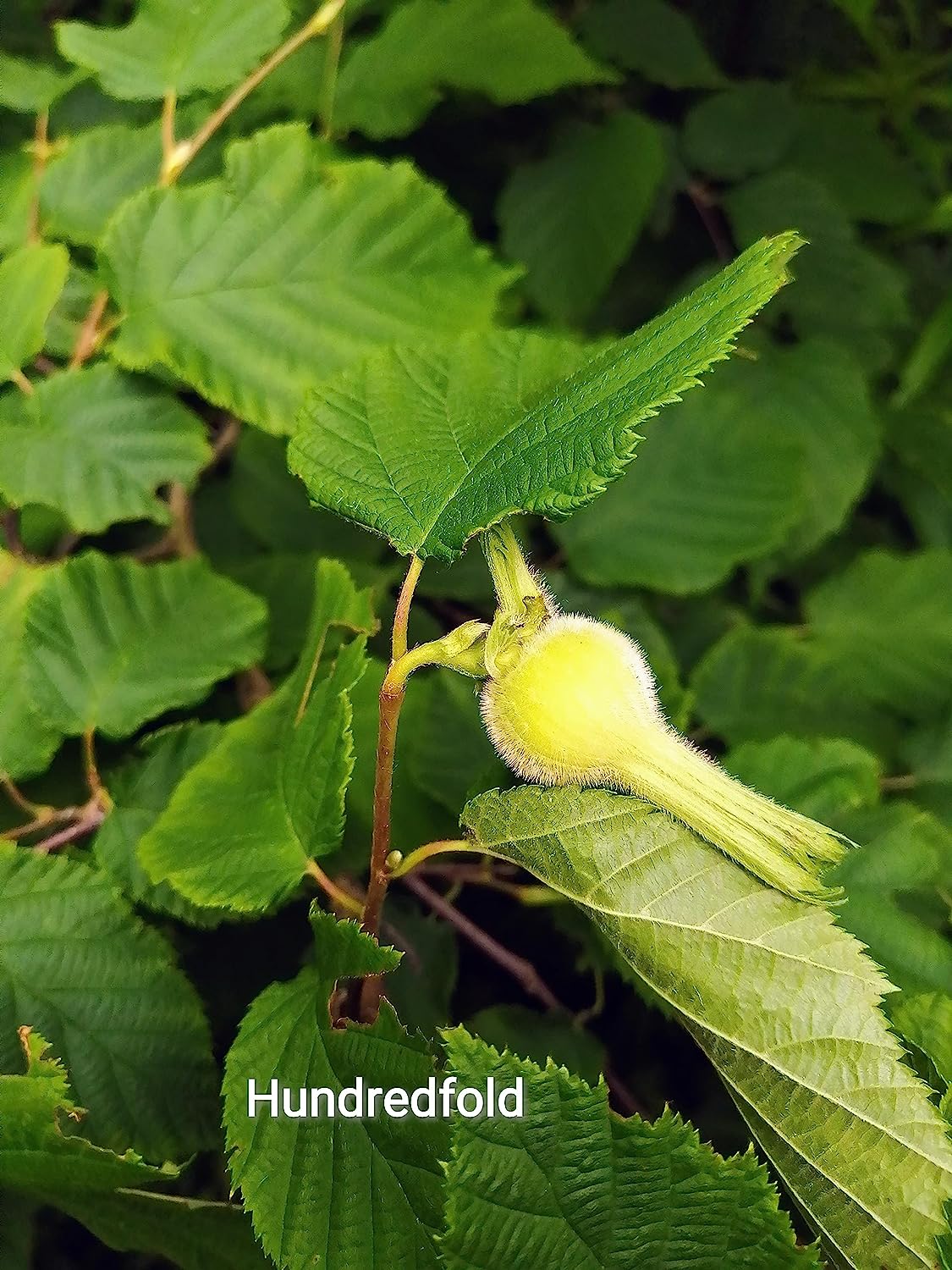 Hundredfold Beaked Hazelnut 4 Seeds - Corylus cornuta Canada Native Shrub Producing Beautiful Fall Color and Edible Nuts