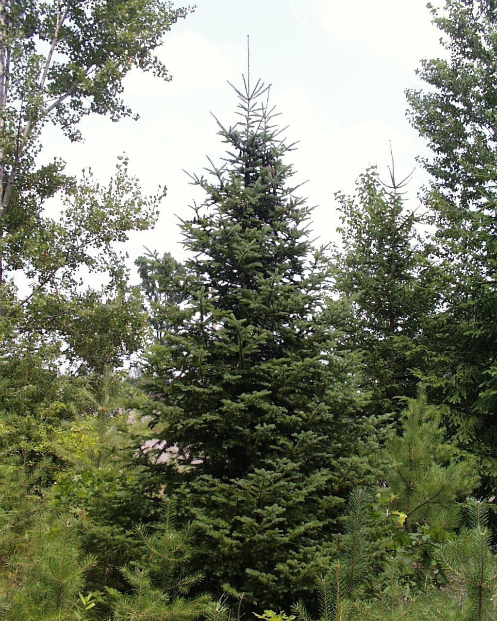 Sapin baumier centuple 20 graines d'arbres - Abies balsamea Baume du Canada, Sapin de l'Est, Sapin baume de Galaad Canada États-Unis Conifère indigène 