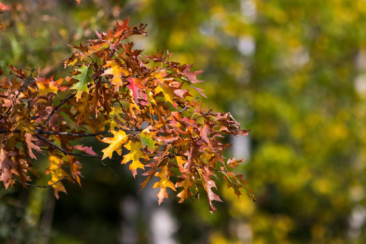 Red Oak Leaves Dried 1oz (29 Grams) - Craft & Décor, Crafting, Aquarium Terrarium, Reptile Bedding, Shrimp & Fish Food