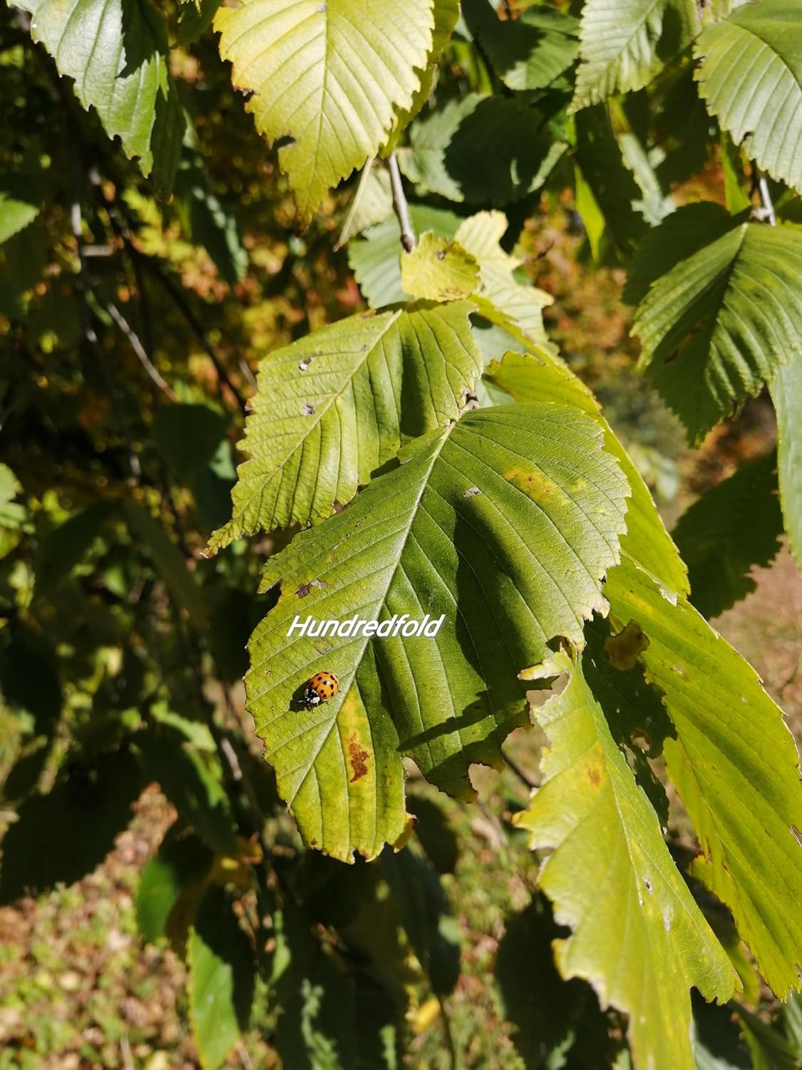 Hundredfold American Beech 5 Seeds - Fagus grandifolia Canada Native Nut Tree Red Beech, Love-lived Shade Tree with Edible Nuts